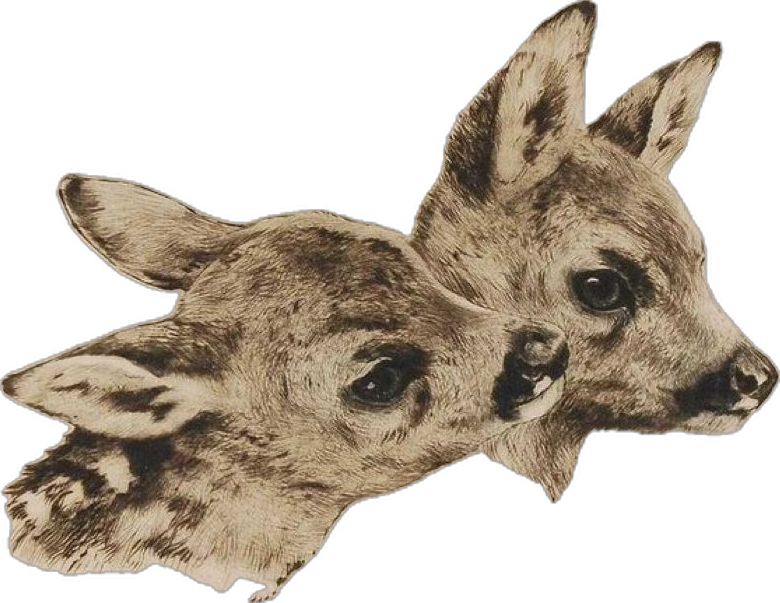 fawn